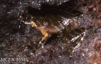 Media type: image;   Herpetology A-95545 Description: Photo of animal in life, taken in the field by Dr. Kenneth Ichiro Miyata. A slide of the photo was scanned in 2012 by Melissa Wooley.;  Aspect: lateral
